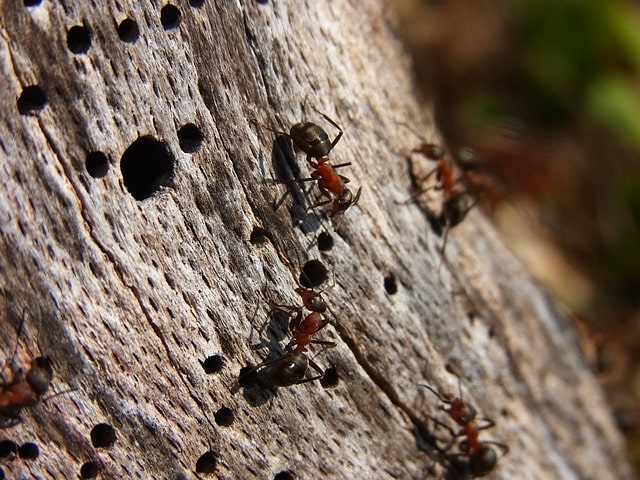 cosa mettere per allontanare le formiche