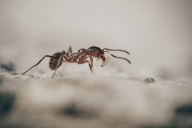 rimedi naturale contro le formiche