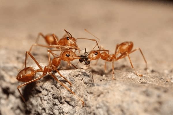 Infestazione da formiche, come eliminare le formiche?