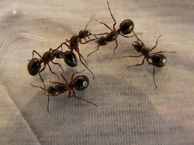come eliminare le formiche