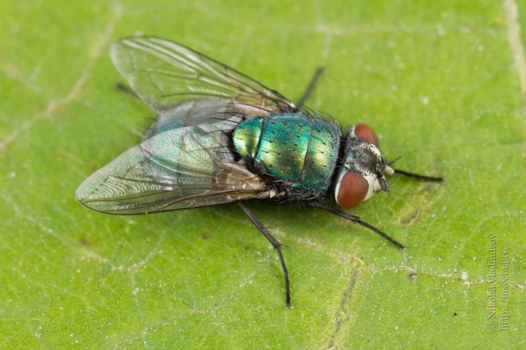 mosca verde