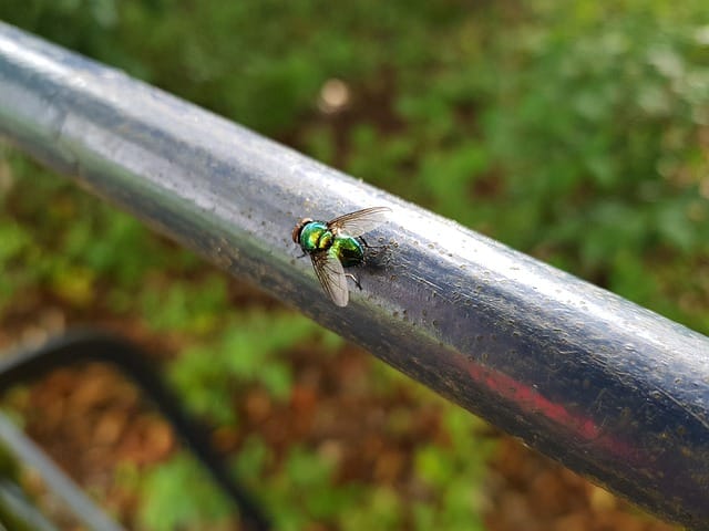 mosca verde metallizzata