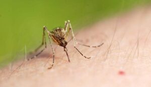 disinfestazione zanzare e zanzare tigre