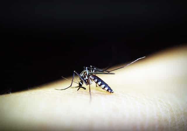 a cosa servono le zanzare e come allontanare le zanzare
