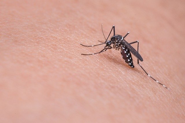 zanzare: come allontanare le zanzare