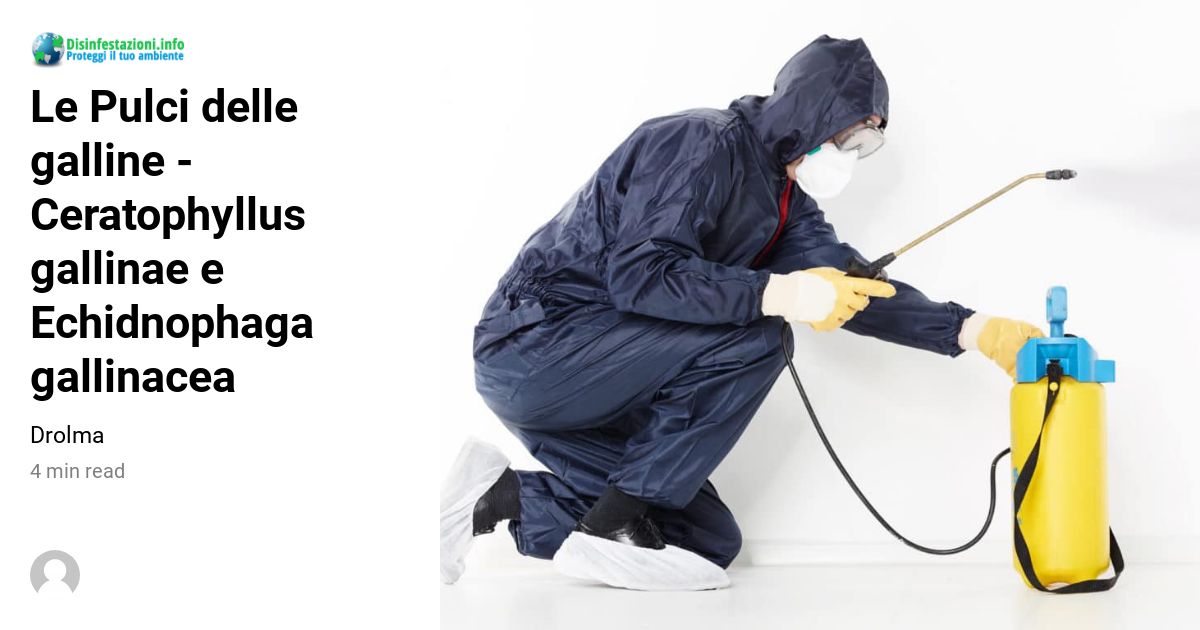 Le Pulci delle galline Ceratophyllus gallinae e