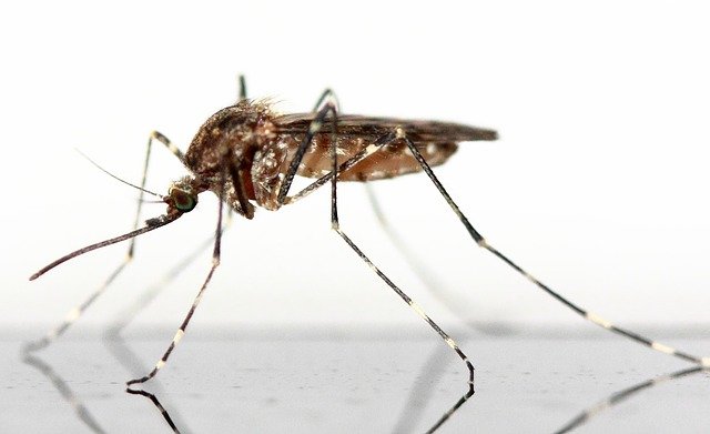 zanzare: a cosa servono le zanzare