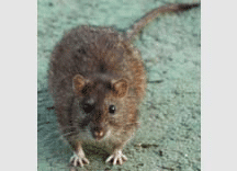 Ratto delle fogne  (rattus norvegicus)