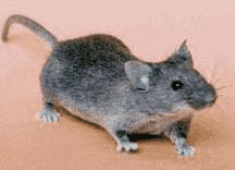 sanificazione parrucchieri Topo comune