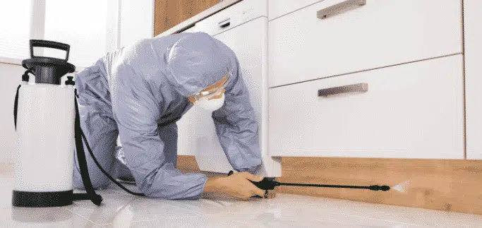 disinfestazione per pulci