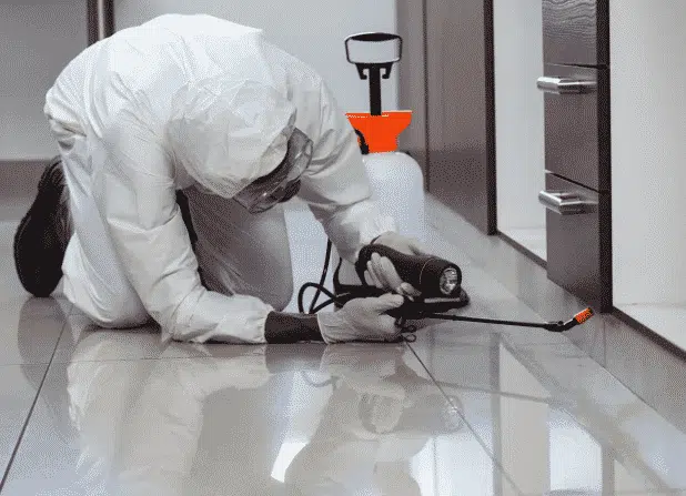 disinfestazione da pulci
