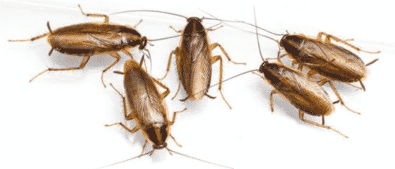 costo disinfestazione scarafaggi