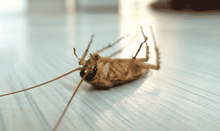 prezzi disinfestazione scarafaggi