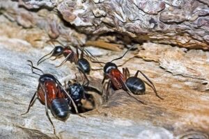 disinfestazione formiche costi