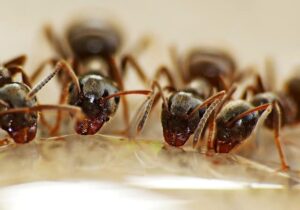 Le infestazioni da formiche prezzi