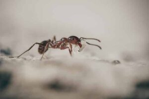 disinfestazione formiche costi