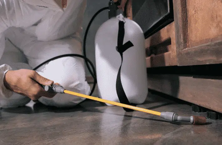 servizi di disinfestazione in Italia