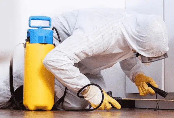 Al momento stai visualizzando Disinfestazione a Castel Guelfo di Bologna