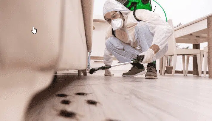 servizi di disinfestazione in Italia