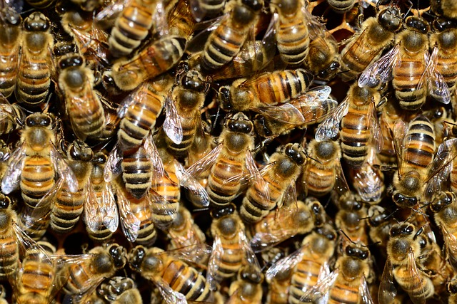 Allevamento delle api