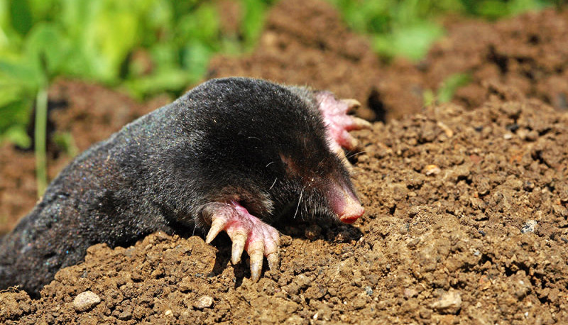 sanificazione scuole Talpa