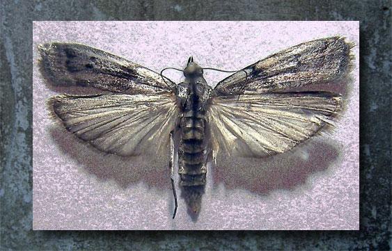 Tignola Rigata Tignola grigia della farina - Ephestia kuehniella